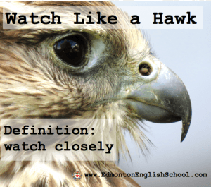 Learning English Online-watch like a hawk